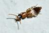 Paederinae inconnu
